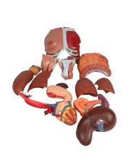 Erler Zimmer modello di torso umano bisessuato con schienale aperto scomp