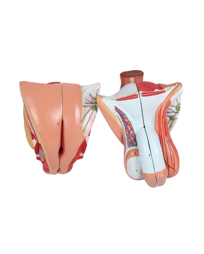 Erler Zimmer modello di torso umano bisessuato con schienale aperto scomp