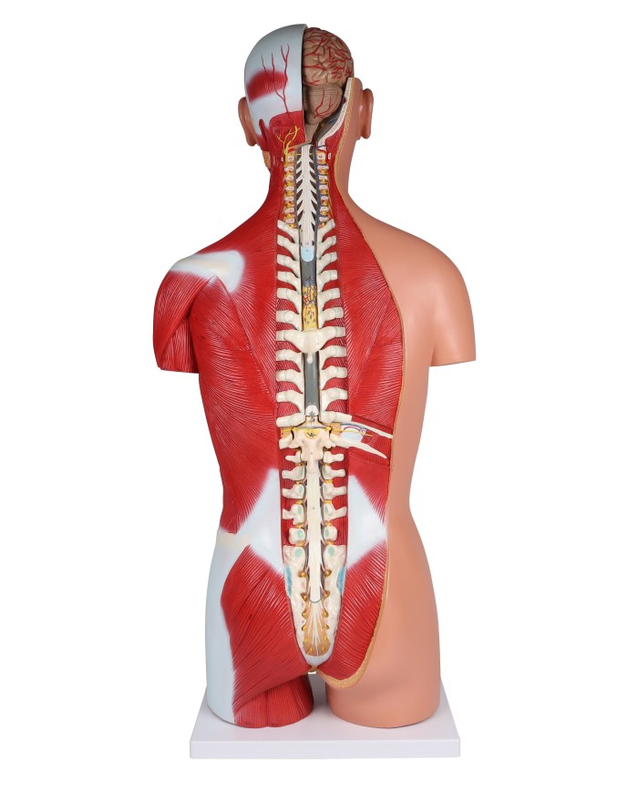 Erler Zimmer modello di torso umano bisessuato con schienale aperto scomp