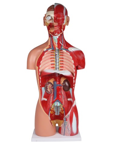 Erler Zimmer modello di torso umano bisessuato con schienale aperto scomp Erler Zimmer modello di torso umano bisessuato con schienale aperto scomp