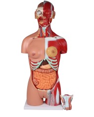 Erler Zimmer modello di torso umano bisessuato con schienale aperto scomp