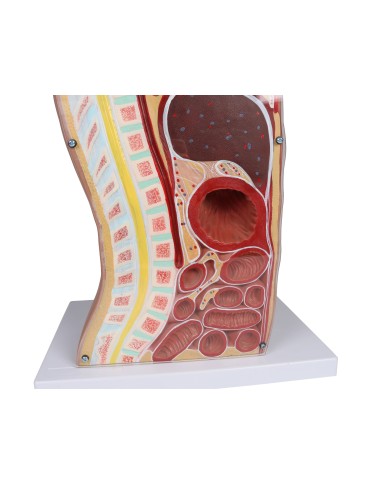 Torso per esercitazioni di sondino nasogastrico e tracheotomia Erler Zimmer Torso per esercitazioni di sondino nasogastrico e tracheotomia Erler Zimmer
