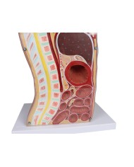 Torso per esercitazioni di sondino nasogastrico e tracheotomia Erler Zimmer