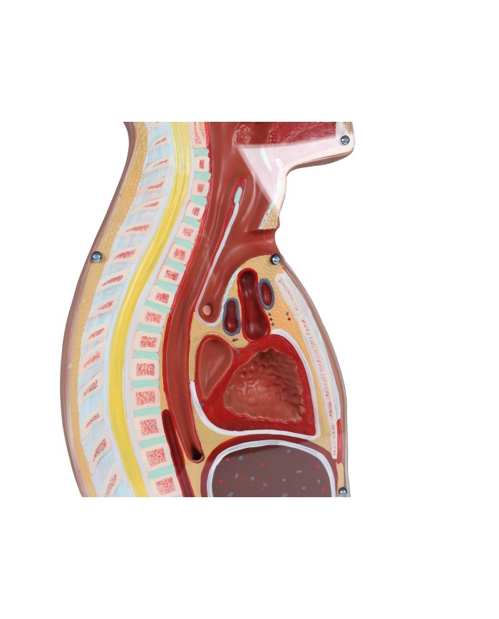 Torso per esercitazioni di sondino nasogastrico e tracheotomia Erler Zimmer
