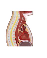 Torso per esercitazioni di sondino nasogastrico e tracheotomia Erler Zimmer