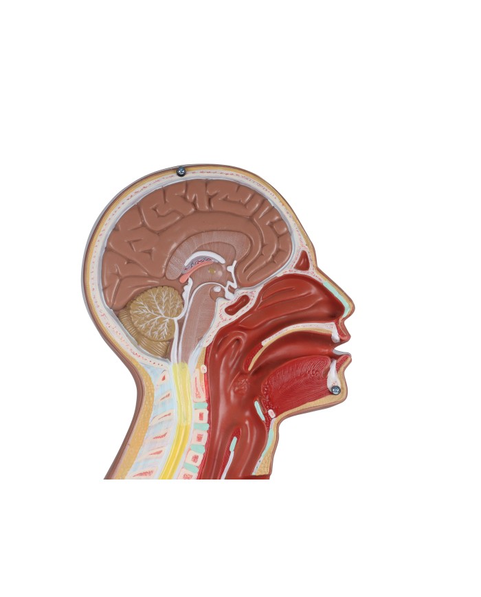 Torso per esercitazioni di sondino nasogastrico e tracheotomia Erler Zimmer