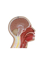 Torso per esercitazioni di sondino nasogastrico e tracheotomia Erler Zimmer