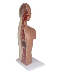 Torso per esercitazioni di sondino nasogastrico e tracheotomia Erler Zimmer