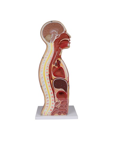 Torso per esercitazioni di sondino nasogastrico e tracheotomia Erler Zimmer Torso per esercitazioni di sondino nasogastrico e tracheotomia Erler Zimmer