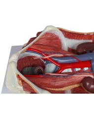 Modello anatomico di sistema urinario bisessuato in 6 parti Erler Zimmer K5