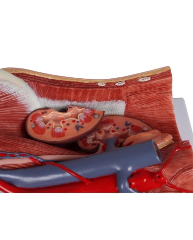 Modello anatomico di sistema urinario bisessuato in 6 parti Erler Zimmer K5 Modello anatomico di sistema urinario bisessuato in 6 parti Erler Zimmer K5