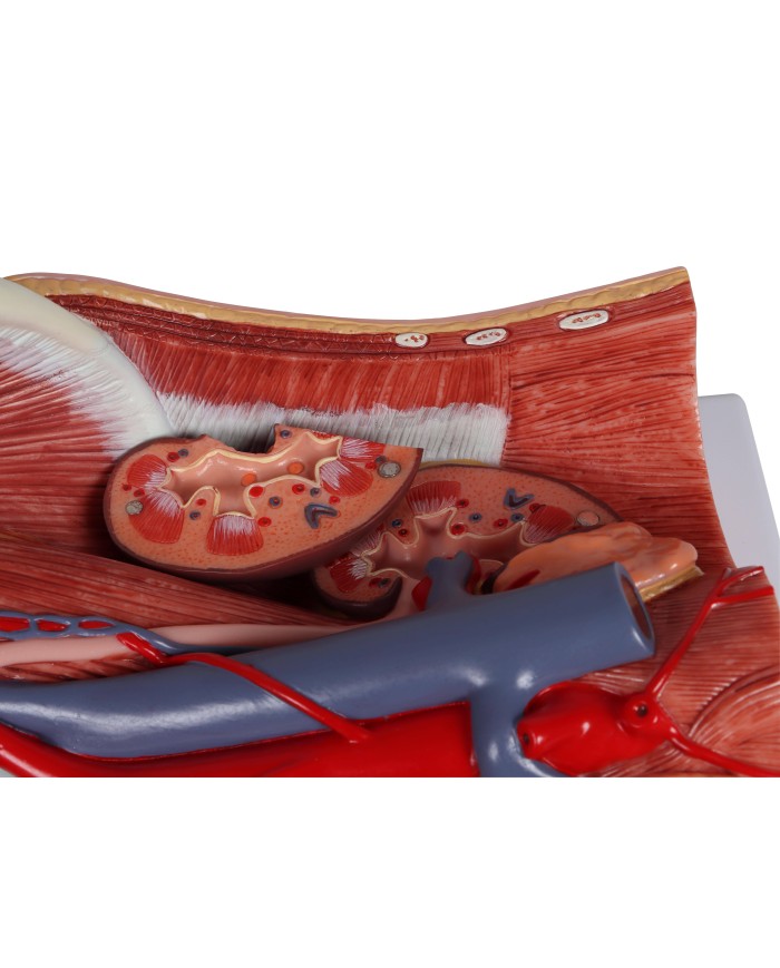 Modello anatomico di sistema urinario bisessuato in 6 parti Erler Zimmer K5