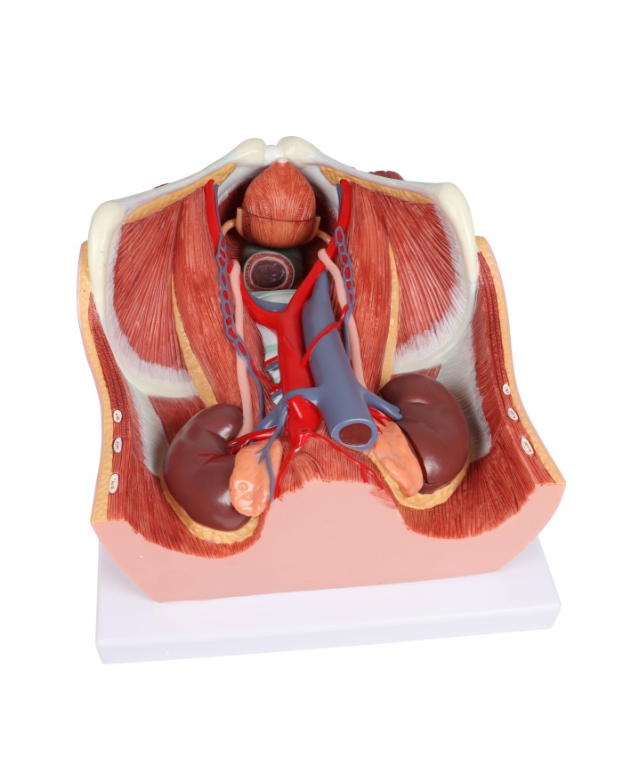 Modello anatomico di sistema urinario bisessuato in 6 parti Erler Zimmer K5