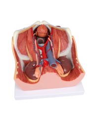 Modello anatomico di sistema urinario bisessuato in 6 parti Erler Zimmer K5