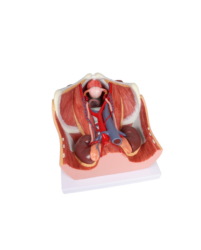 Modello anatomico di sistema urinario bisessuato in 6 parti Erler Zimmer K5