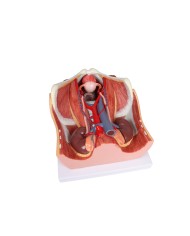 Modello anatomico di sistema urinario bisessuato in 6 parti Erler Zimmer K5