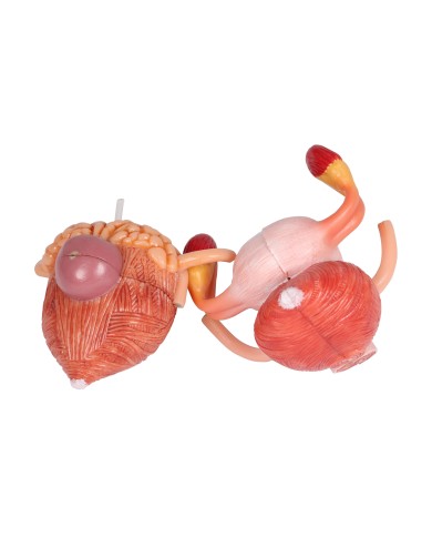 Modello anatomico di sistema urinario bisessuato in 6 parti Erler Zimmer K5