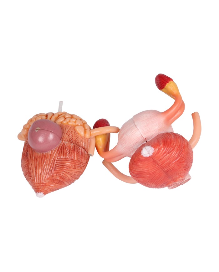 Modello anatomico di sistema urinario bisessuato in 6 parti Erler Zimmer K5