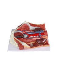 Modello anatomico di sistema urinario bisessuato in 6 parti Erler Zimmer K5