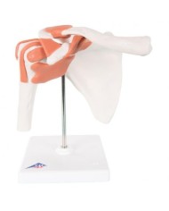 3B Scientific, Articolazione della spalla, modello funzionale A80