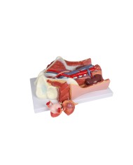 Modello anatomico di sistema urinario bisessuato in 6 parti Erler Zimmer K5