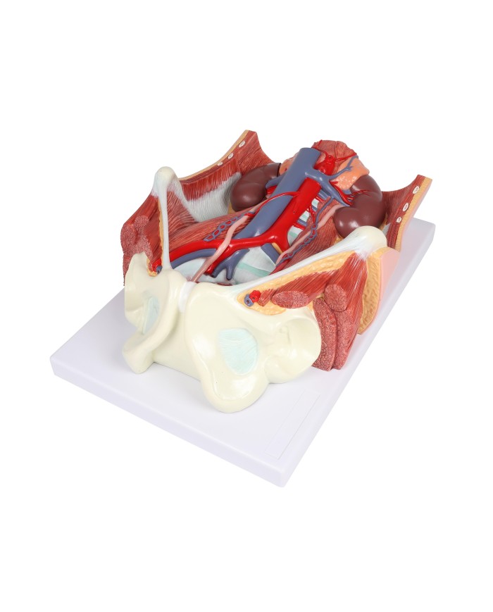 Modello anatomico di sistema urinario bisessuato in 6 parti Erler Zimmer K5