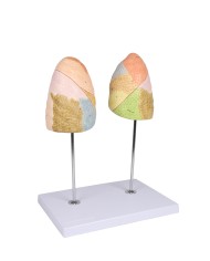 Erler Zimmer modello anatomico didattico di sistema respiratorio G474