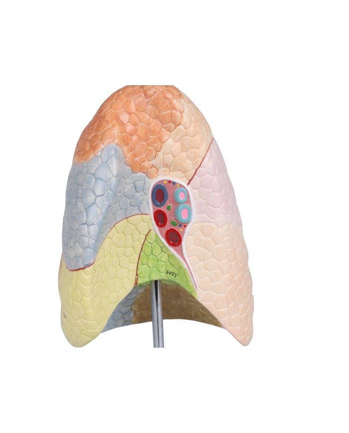 Erler Zimmer modello anatomico didattico di sistema respiratorio G474