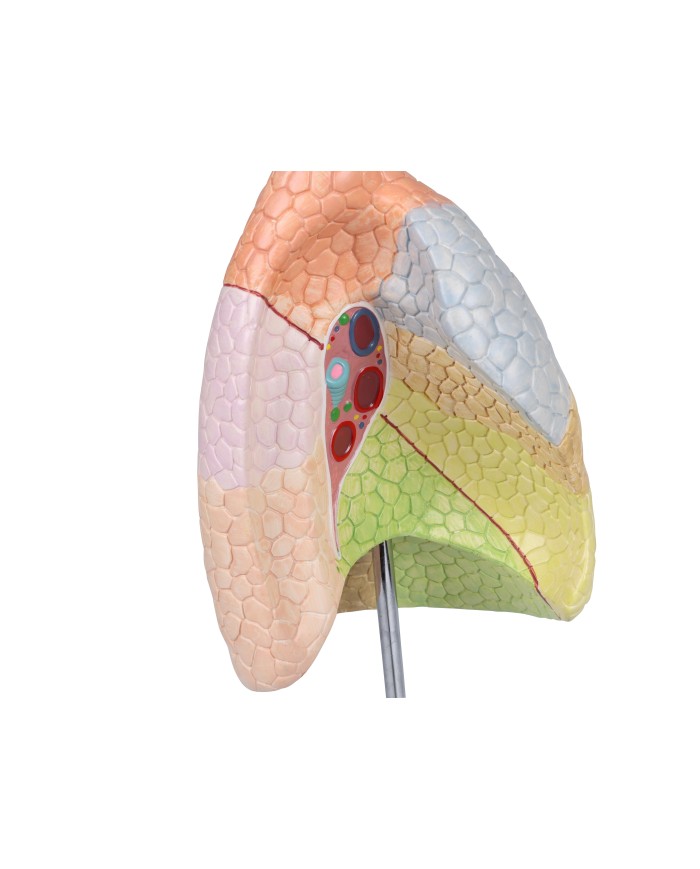 Erler Zimmer modello anatomico didattico di sistema respiratorio G474