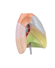 Erler Zimmer modello anatomico didattico di sistema respiratorio G474