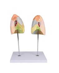 Erler Zimmer modello anatomico didattico di sistema respiratorio G474