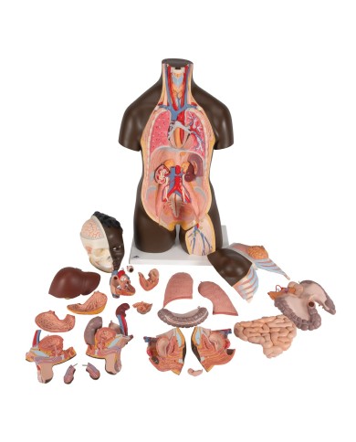 3B Scientific, Torso Africano bisessuato, scomponibile in 24 parti B37 3B Scientific, Torso Africano bisessuato, scomponibile in 24 parti B37