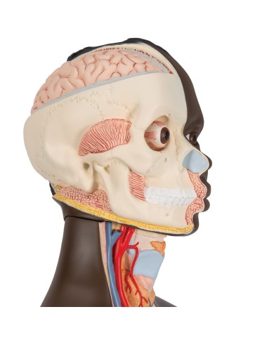 3B Scientific, Torso Africano bisessuato, scomponibile in 24 parti B37