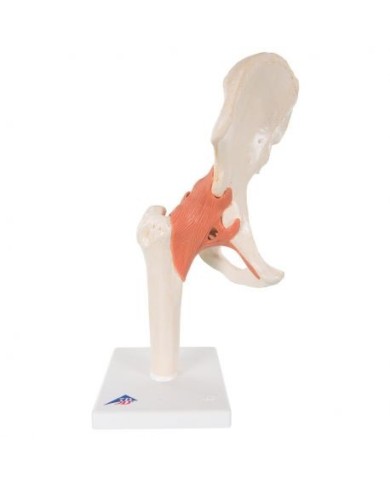3B Scientific. Articolazione dell’anca, modello funzionale A81