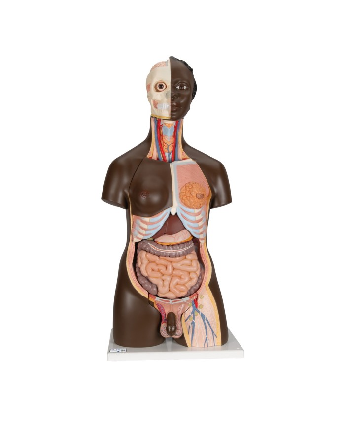 3B Scientific, Torso Africano bisessuato, scomponibile in 24 parti B37
