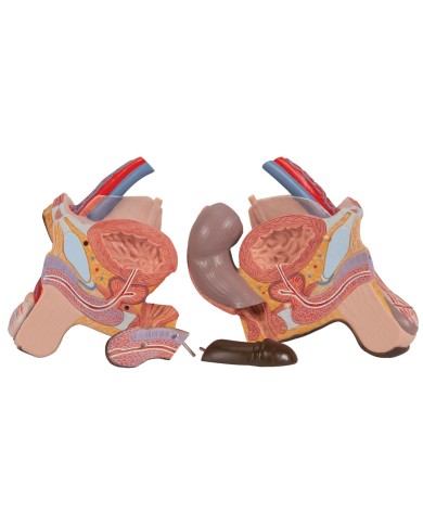 3B Scientific, Torso Africano bisessuato, scomponibile in 24 parti B37