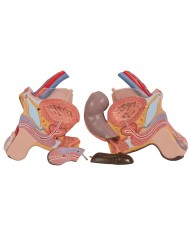 3B Scientific, Torso Africano bisessuato, scomponibile in 24 parti B37