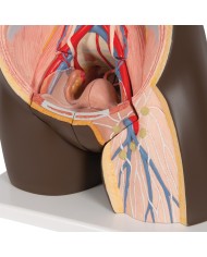 3B Scientific, Torso Africano bisessuato, scomponibile in 24 parti B37