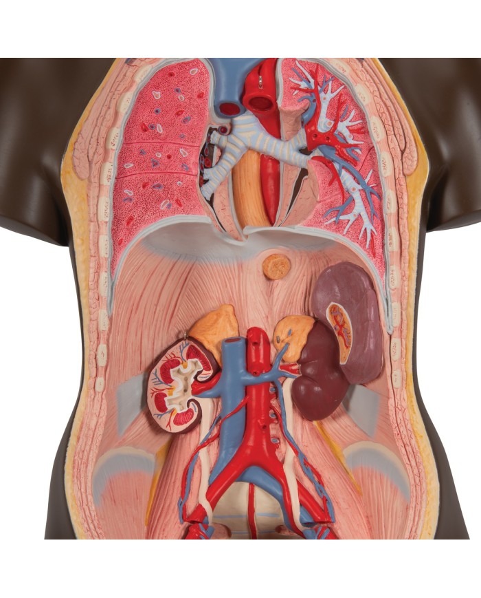 3B Scientific, Torso Africano bisessuato, scomponibile in 24 parti B37