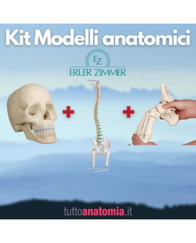 Kit Cranio bianco 22 parti + Colonna vertebrale con tronchi dei femori + Piede a montaggio elastico Kit Cranio bianco 22 parti + Colonna vertebrale con tronchi dei femori + Piede a montaggio elastico