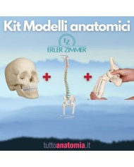 Kit Cranio bianco 22 parti + Colonna vertebrale con tronchi dei femori + Piede a montaggio elastico