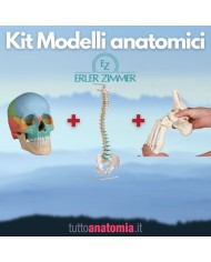 Kit Cranio colorato 22 parti + Colonna vertebrale + Piede a montaggio elastico