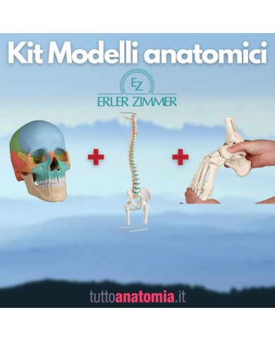 Kit Cranio colorato 22 parti + Colonna vertebrale con tronchi dei femori + Piede a montaggio elastico Kit Cranio colorato 22 parti + Colonna vertebrale con tronchi dei femori + Piede a montaggio elastico