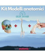 Kit Cranio colorato 22 parti + Colonna vertebrale con tronchi dei femori + Piede a montaggio elastico