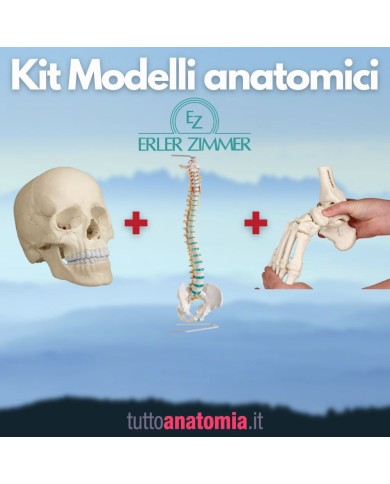 Kit Cranio bianco 22 parti + Colonna vertebrale + Piede a montaggio elastico Kit Cranio bianco 22 parti + Colonna vertebrale + Piede a montaggio elastico