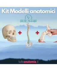 Kit Cranio bianco 22 parti + Colonna vertebrale + Piede a montaggio elastico