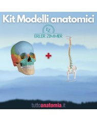 Cranio colorato  scomponibile in 22 parti - colonna vertebrale prezzo speciale