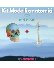 Cranio colorato scomponibile in 22 parti - colonna vertebrale prezzo speciale