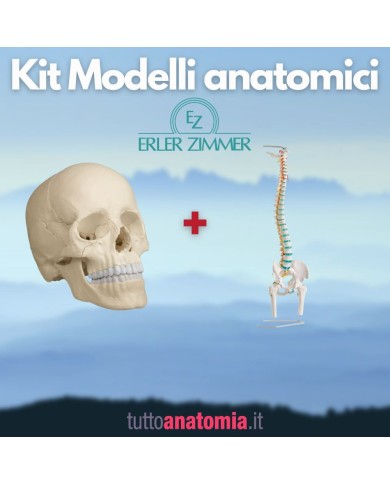 Cranio bianco scomponibile in 22 parti - colonna vertebrale A251prezzo speciale Cranio bianco scomponibile in 22 parti - colonna vertebrale A251prezzo speciale