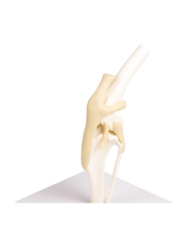 Modello di articolazione del ginocchio del cane Erler Zimmer VET1050